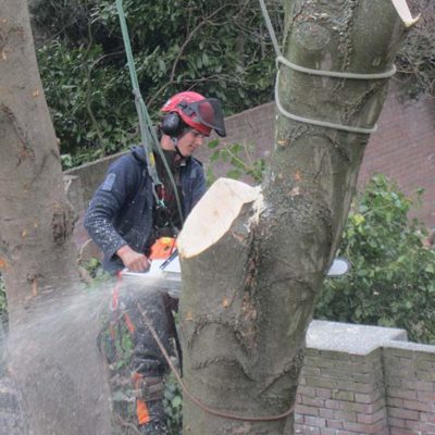 Boom weghalen in kleine tuin