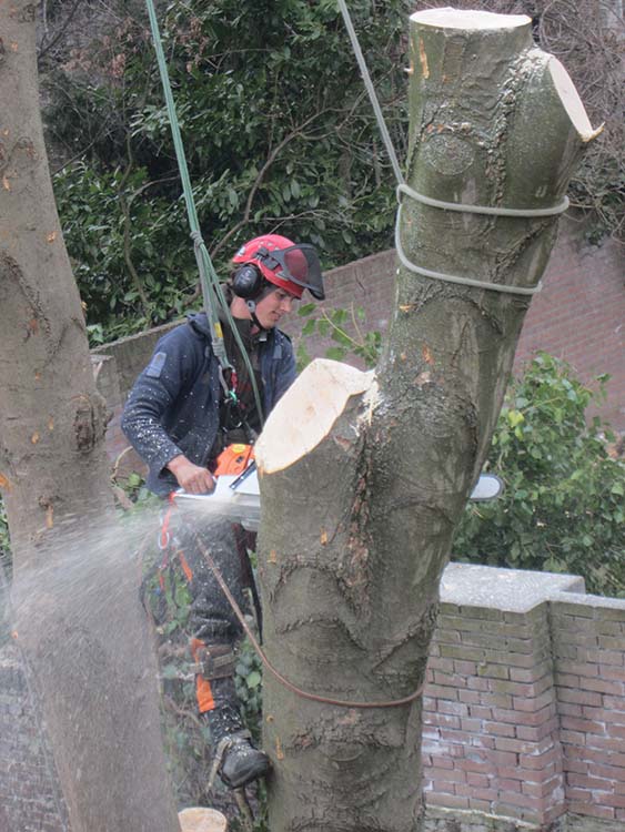 Boom weghalen in kleine tuin