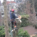 Boom verwijderen Utrecht Boom weghalen utrecht