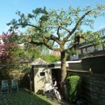 Appelboom snoeien Appel snoeien Utrecht