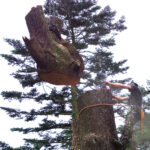 Veilig een grote boom weghalen