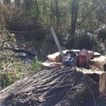 Op de juiste manier een boom afzagen Populier omzagen